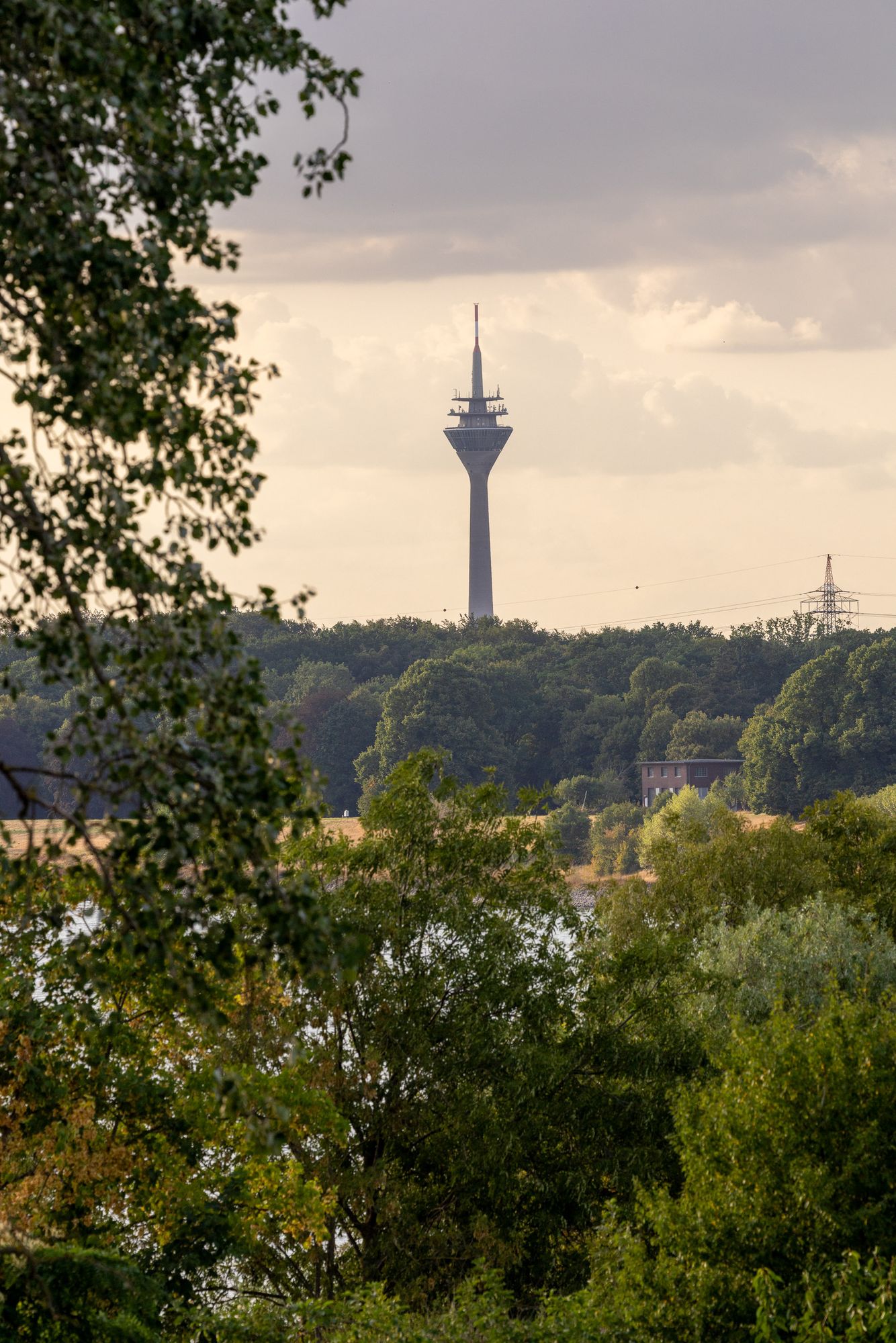 Blick über die Rheinauen zum Rheinturm Düsseldorf
